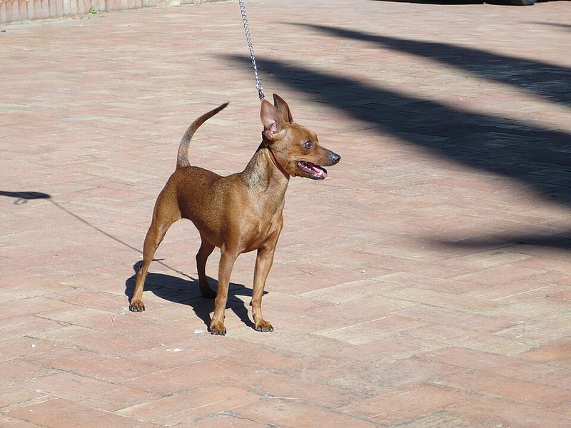 Miniature Pinscher