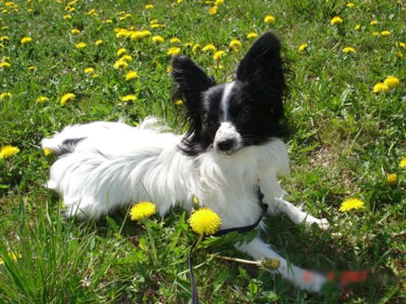 You don't always need to explain a bad day - these dog breeds may notice the change before anyone else 9 Papillon