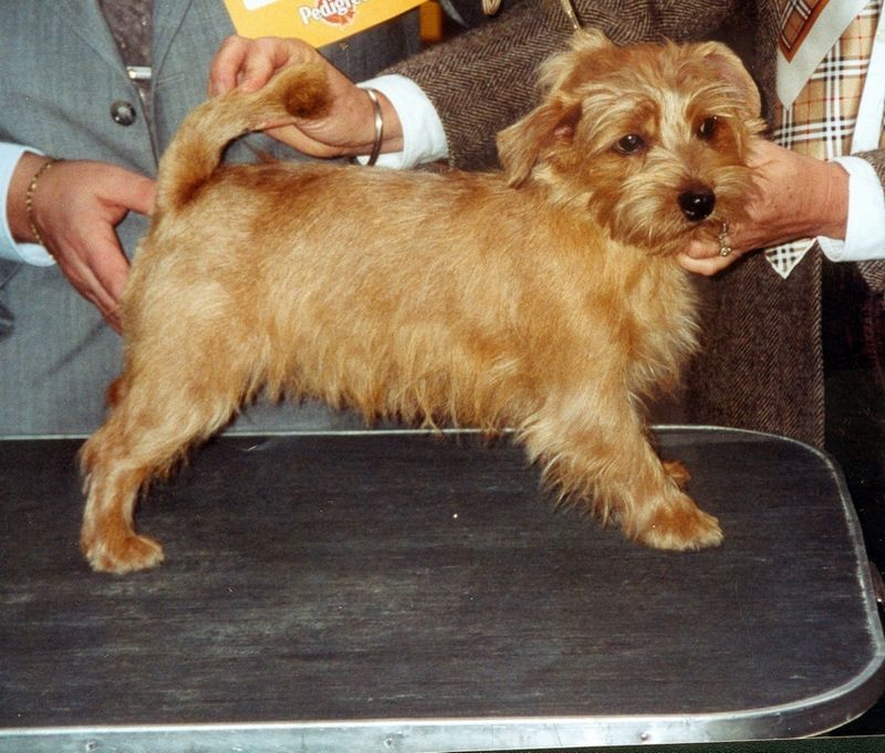 25 Small Dog Breeds That Combine Courage with Endless Energy 13 Norfolk Terrier