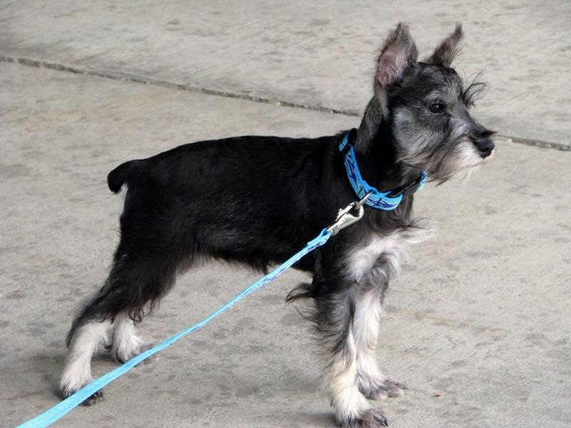 These dog breeds have a way of turning an ordinary homecoming into the biggest event of the day 8 Miniature Schnauzer