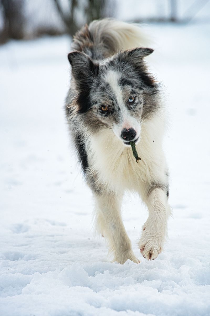 Your dog isn't acting like itself anymore? These 13 breeds highlight why small changes deserve a closer look 11 Border Collie
