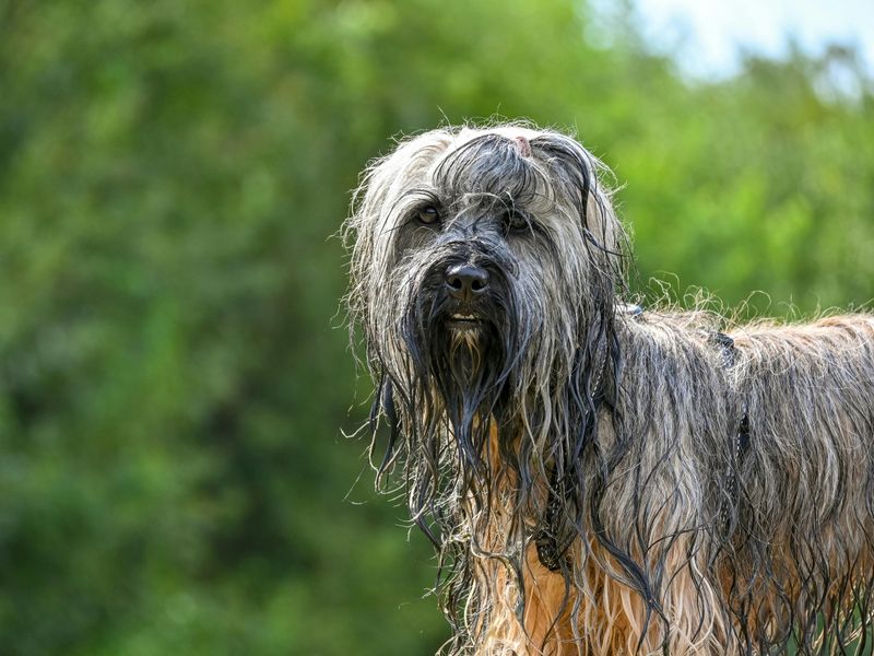 18 dog breeds that become calm only after they fully trust you 17 Tibetan Terrier