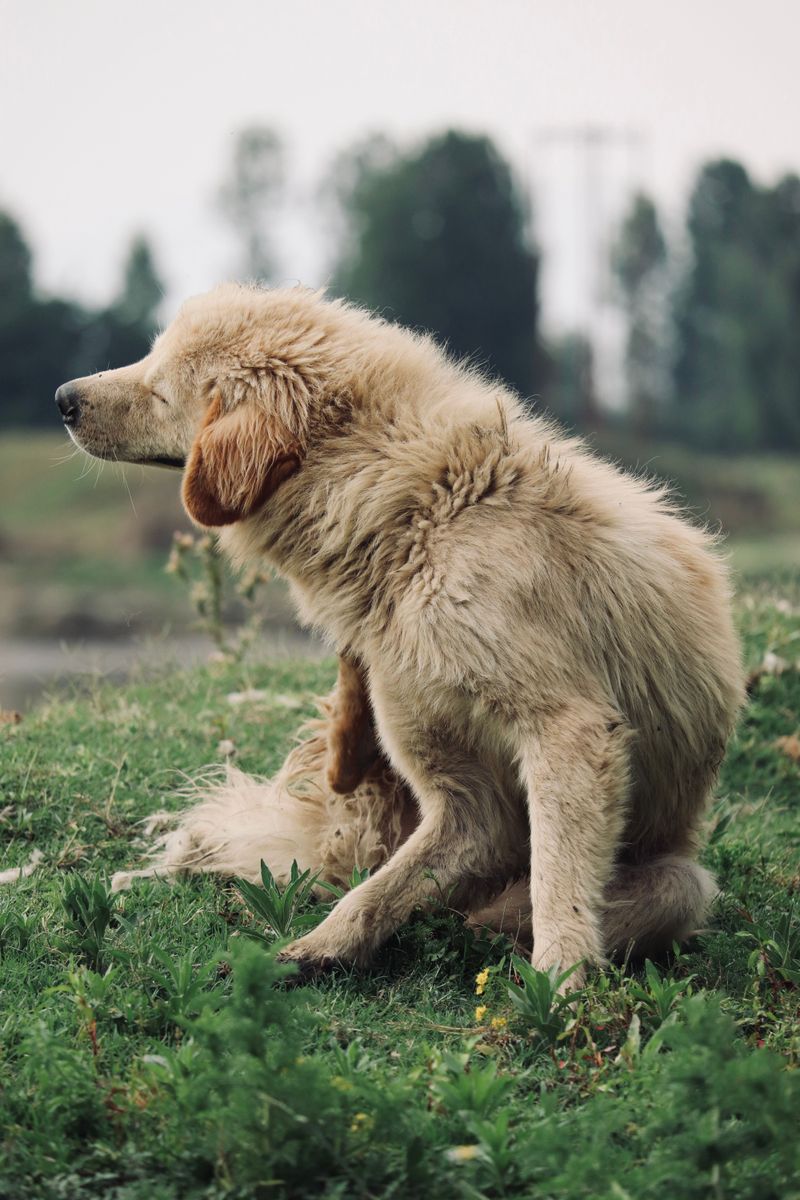 Yeast and Bacterial Infections