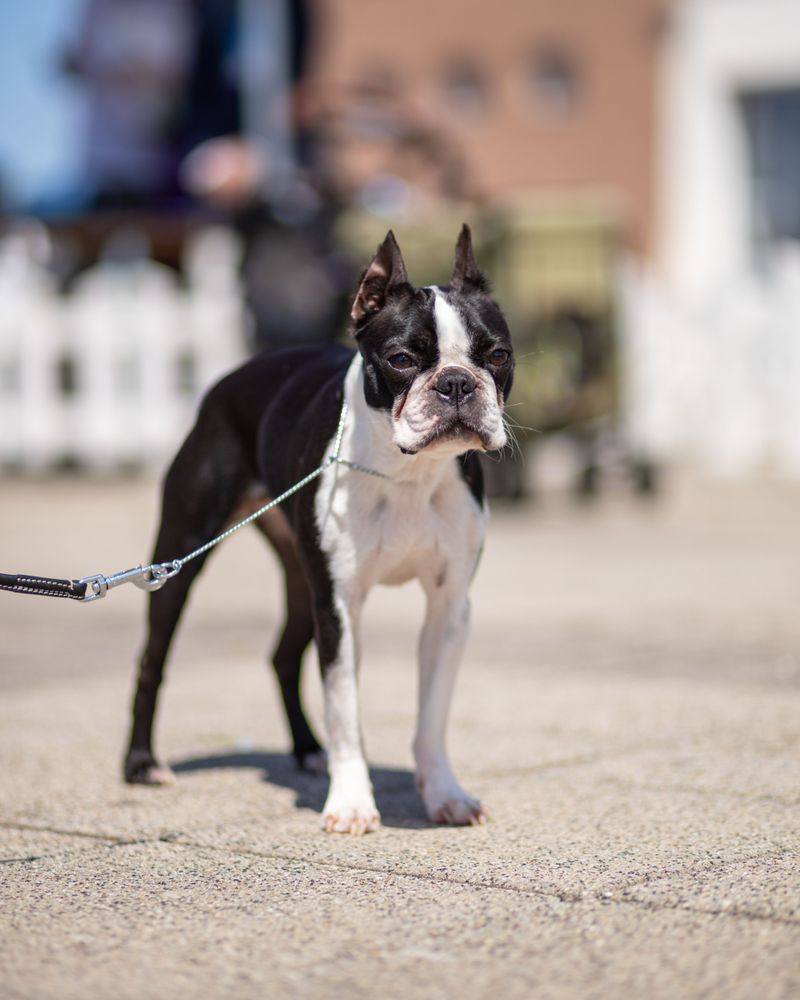 Some companions recover so naturally from change that owners barely notice it happened 6 Boston Terrier