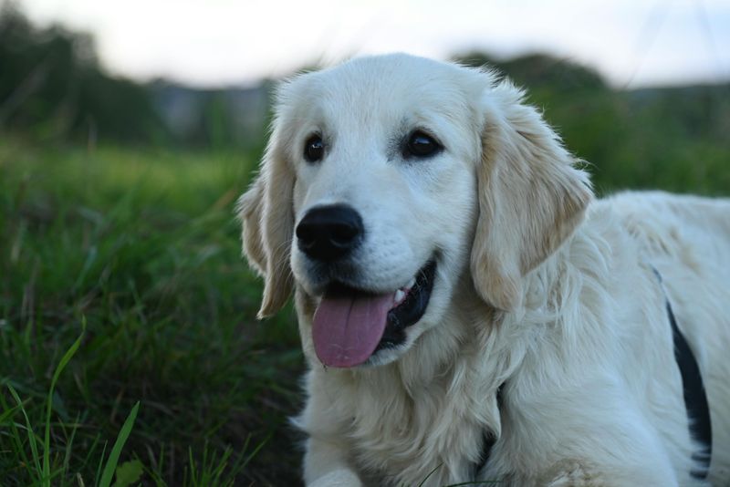 27 Dog Breeds Ranked by Loyalty – From the Most Devoted to the Surprisingly Independent 4 Golden Retriever