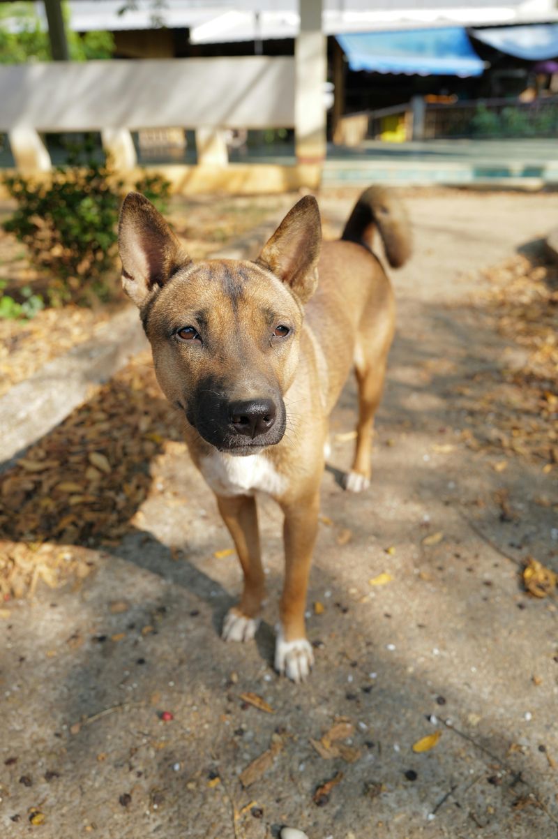 26 Rare Dog Breeds You’ll Rarely Encounter but Won’t Forget 18 Telomian