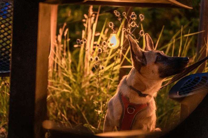 Belgian Malinois