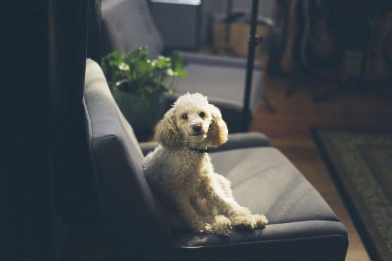 Poodle
