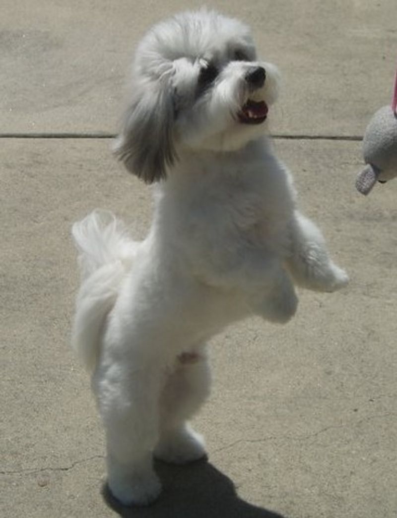 Coton De Tulear