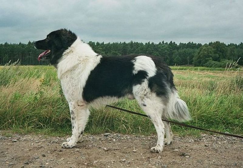 10 Breeds That Don’t “Perform” Well on Camera – And Never Did 8 Karakachan Dog