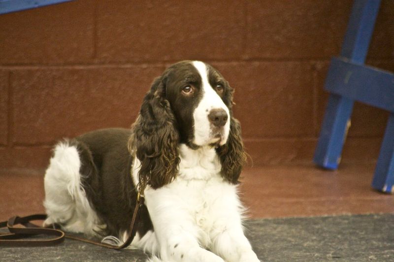 These 13 dog breeds often thrive when life follows a familiar rhythm 11 English Springer Spaniel