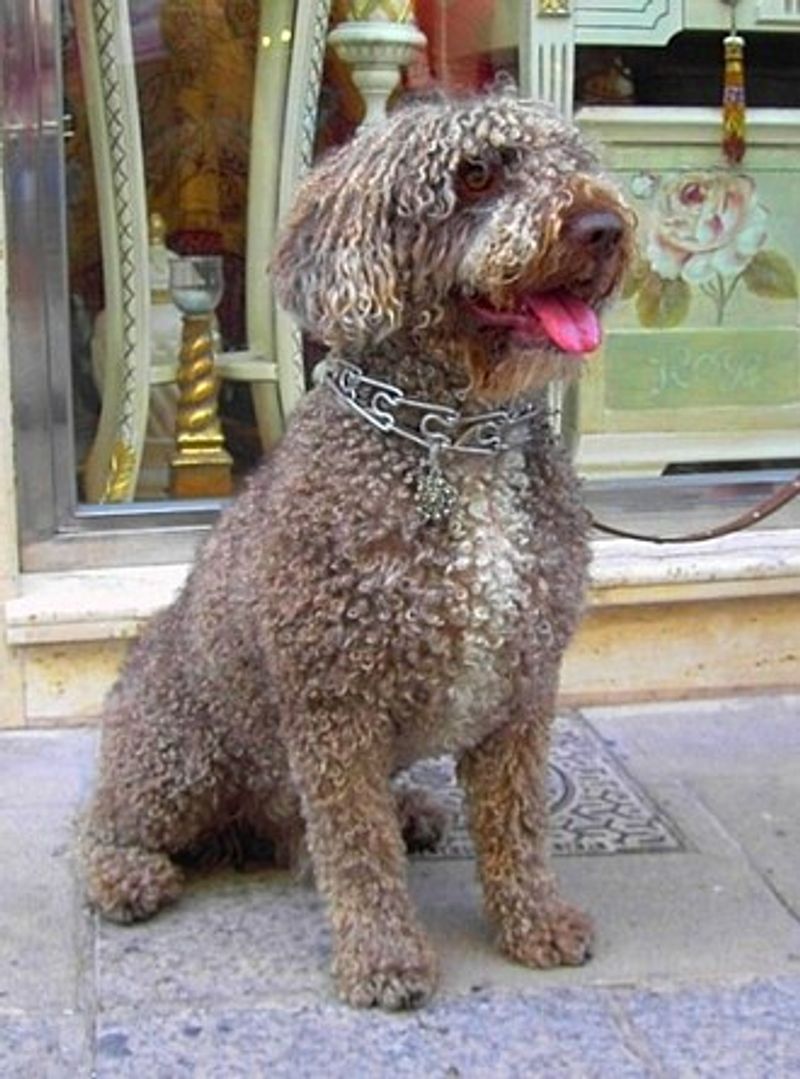Spanish Water Dog