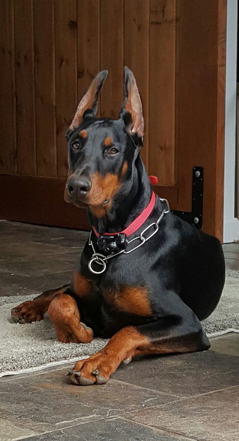 Doberman Pinscher