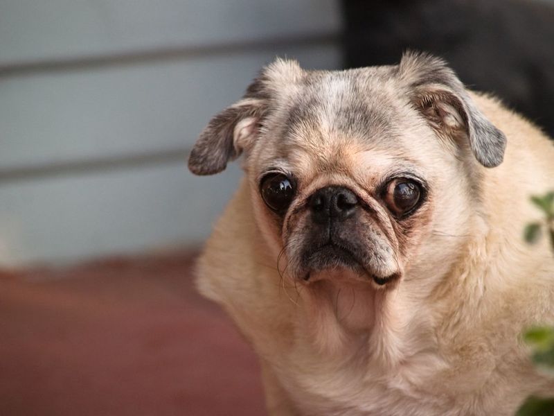 26 Dog Breeds Well-Suited for Seniors and Retirees 18 Pug