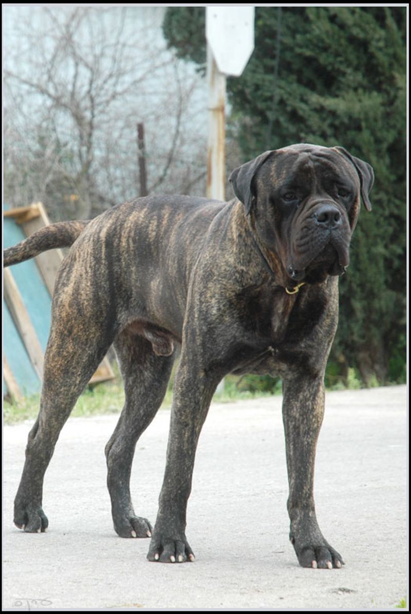 Puppy energy isn't the whole story - Some breeds seem to arrive with a surprisingly thoughtful side 8 Bullmastiff - the calm guardian-in-training