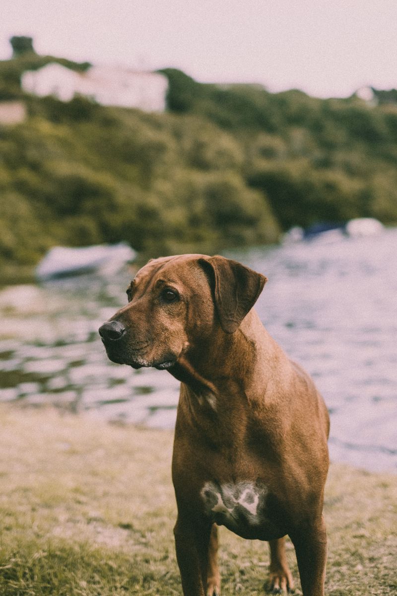 Rhodesian Ridgeback