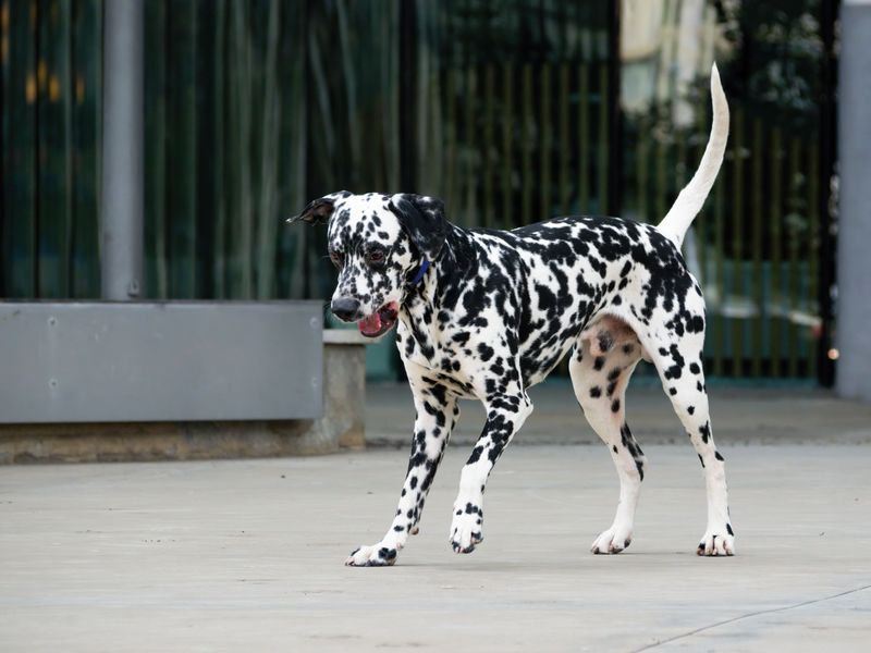 Dalmatian