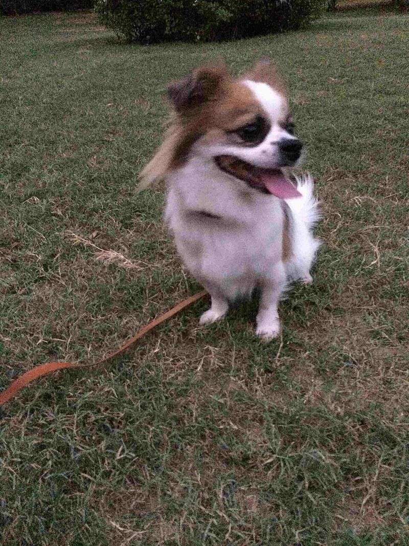 18 dog breeds that quietly compete for your attention every day 10 Papillon