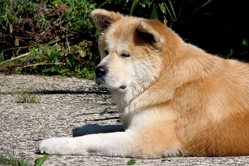 11 fearless dog breeds ever known, plus 3 steady and dependable breeds 10 Akita
