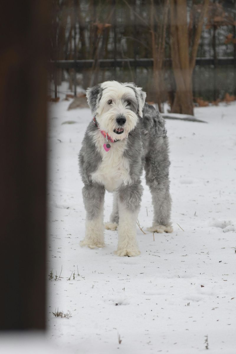 Old English Sheepdog