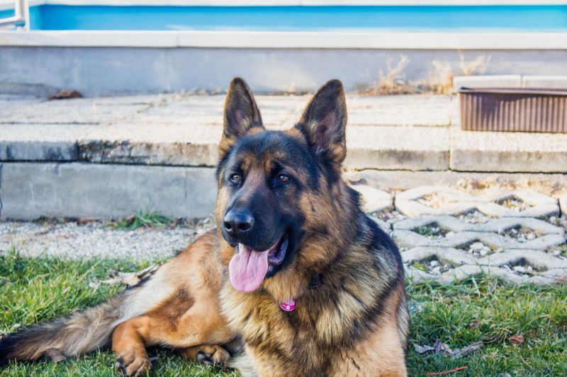 13 dog breeds that may need extra preparation before becoming comfortable road-trip companions 11 German Shepherd