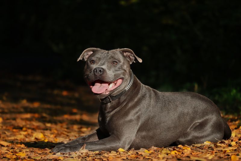 Living with these dog breeds can mean deciding whether to laugh first or clean up first 13 Staffordshire Bull Terrier