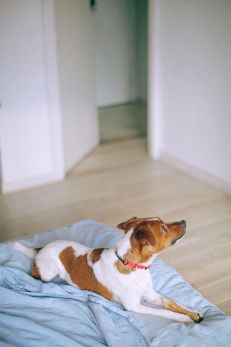 Jack Russell Terrier
