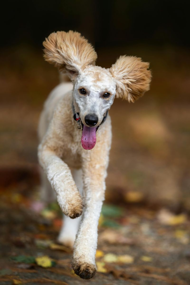 11 Water-Loving Dog Breeds That Especially Enjoy Swimming 10 Standard Poodle