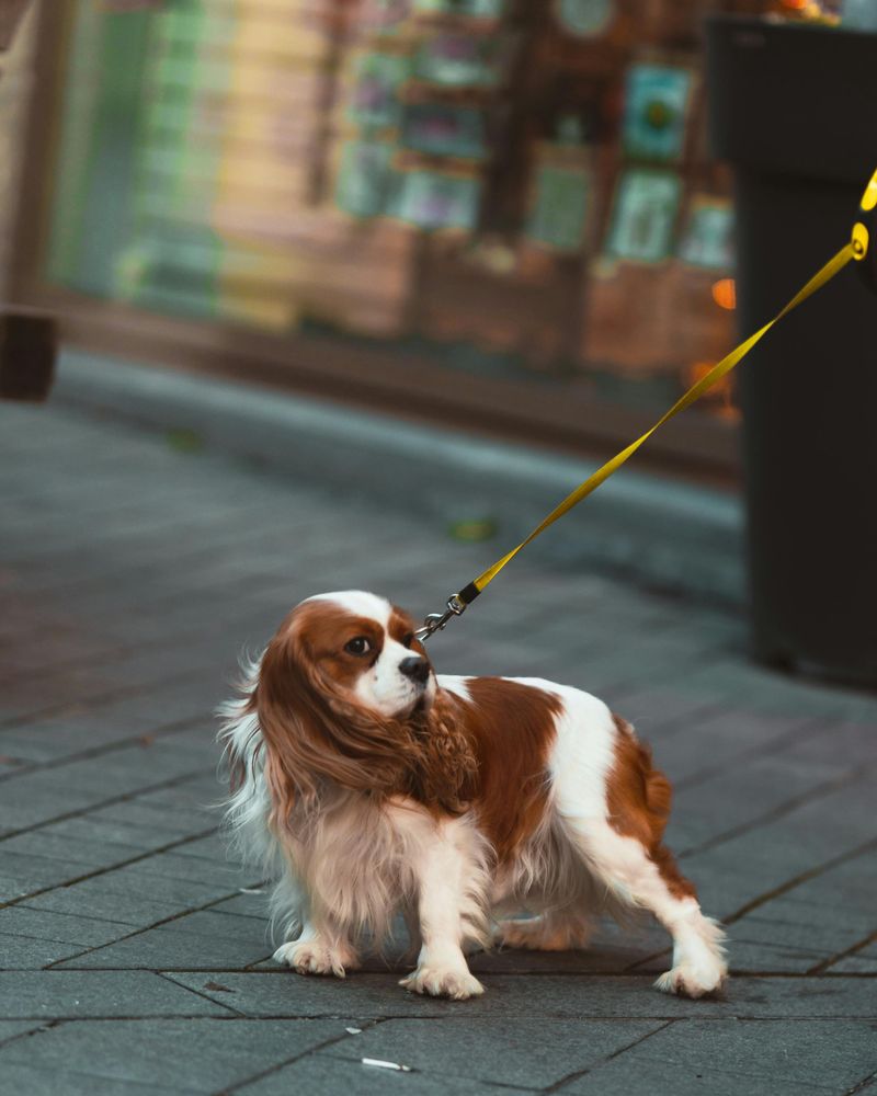Cavalier King Charles Spaniel
