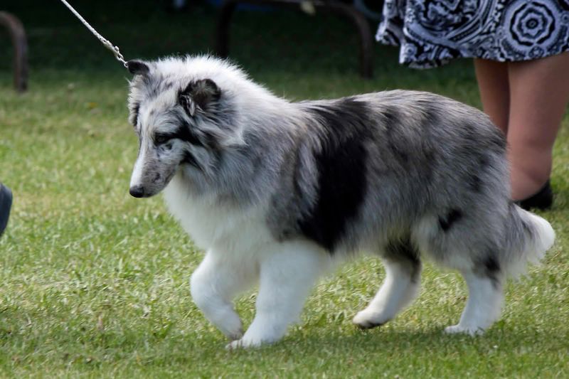 Shetland Sheepdog