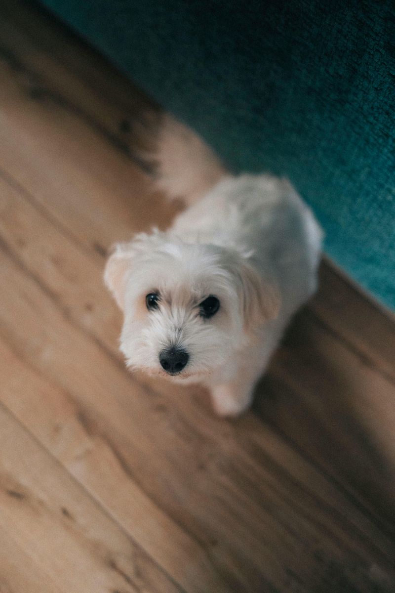 Tired of fur everywhere? These 10 low-shedding breeds are winning owners over fast 5 Maltese