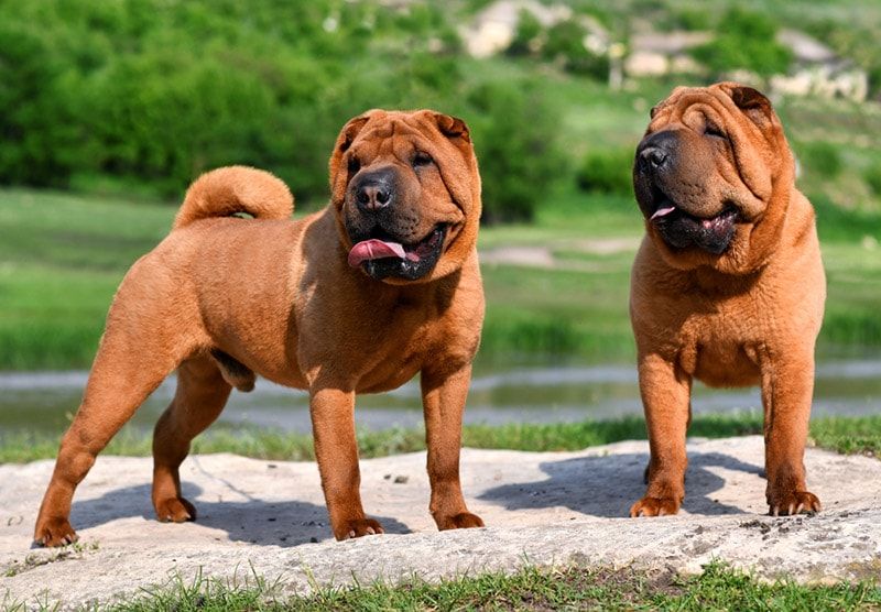 Shar Pei