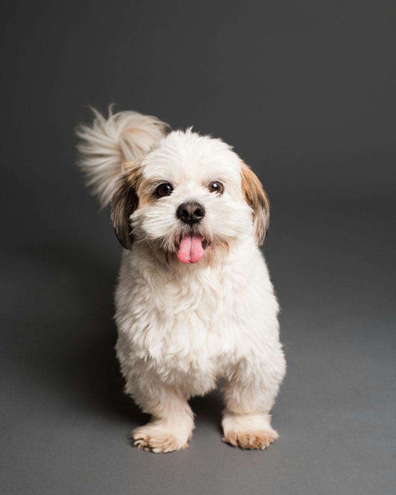 14 Quiet and Apartment-Friendly Dog Breeds That Are Unlikely to Disturb Neighbors 12 Shih Tzu