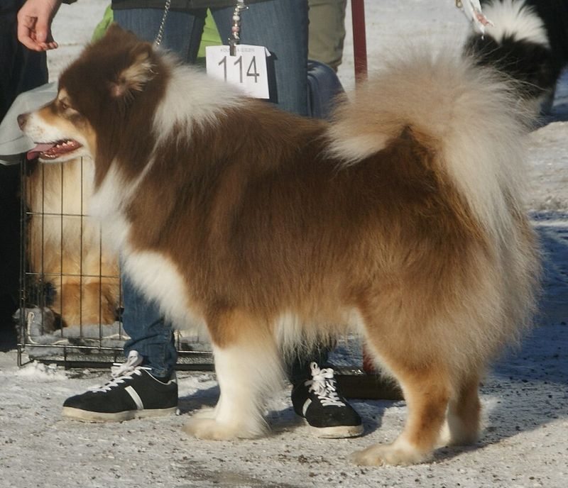 20 dog breeds that owners say feel more like personalities than pets 20 Finnish Lapphund