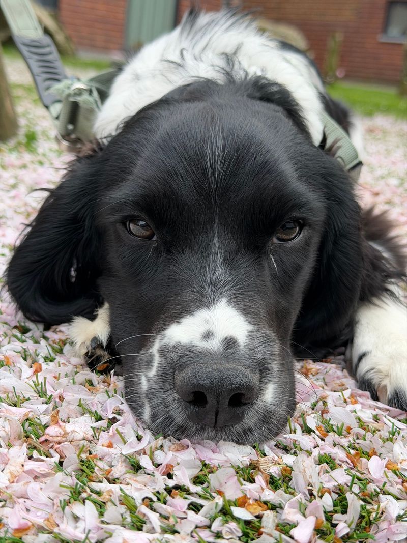 English Springer Spaniel