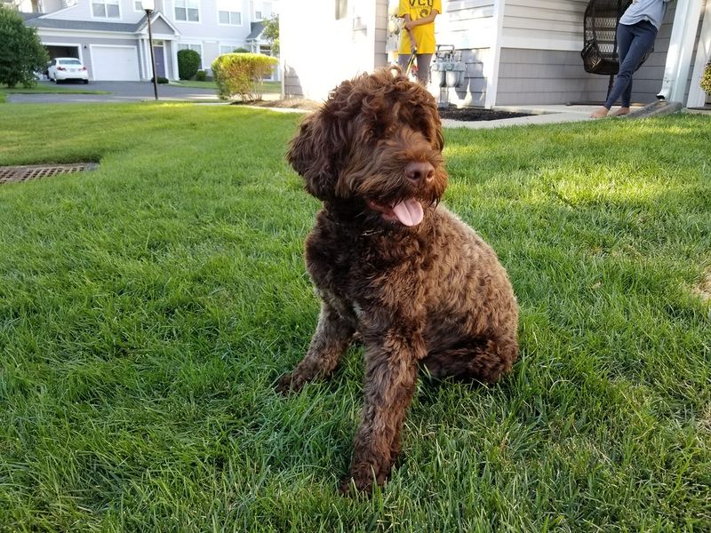 These 11 dog breeds love the water so much that summer swims become your thing 2 Portuguese Water Dog