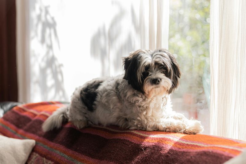 25 Calm and Composed Dog Breeds That Rarely Get Stressed 13 Shih Tzu