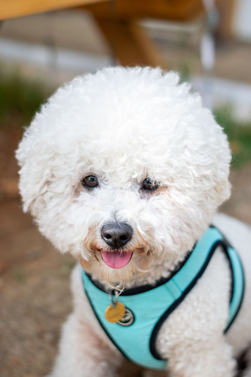 18 dog breeds that become emotionally attached faster than most owners expect - plus 3 that never seem to want personal space 13 Bichon Frise