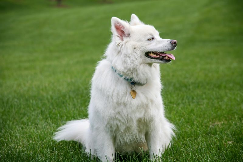American Eskimo Dog