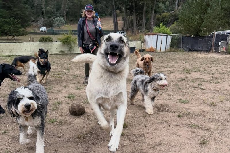 Pawing or nudging for attention