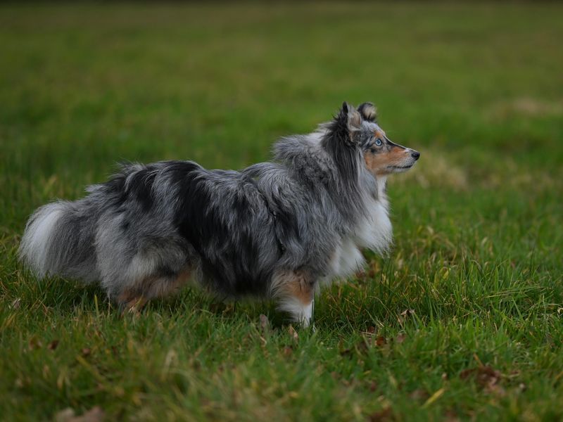 14 Dog Breeds That Are Prone to Motion Sensitivity - Try This Car-Prep Routine Before Your Next Trip 12 Shetland Sheepdog