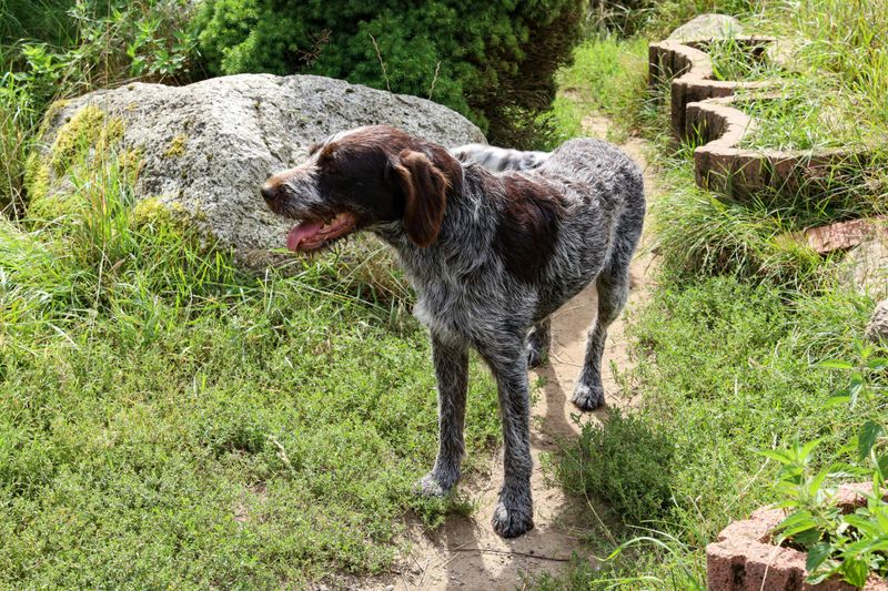 14 Dog Breeds That Get Mouthy When Excited - The Training Swap Trainers Prefer 8 Wirehaired Pointing Griffon