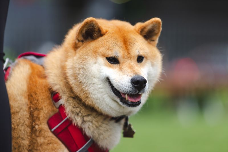 You don't necessarily choose to become their favorite - these dog breeds can make that decision themselves 5 Shiba Inu