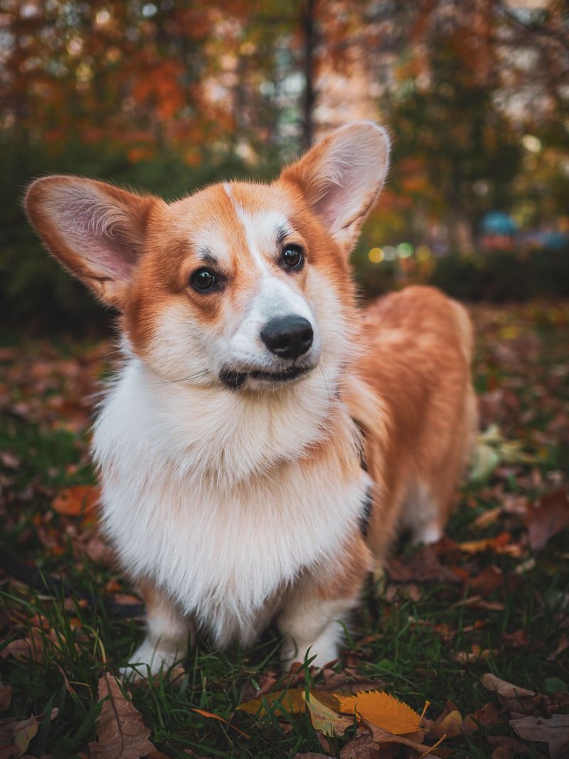 Meet these dog breeds once and it's easy to understand their fiercely loyal fan bases 8 Pembroke Welsh Corgi