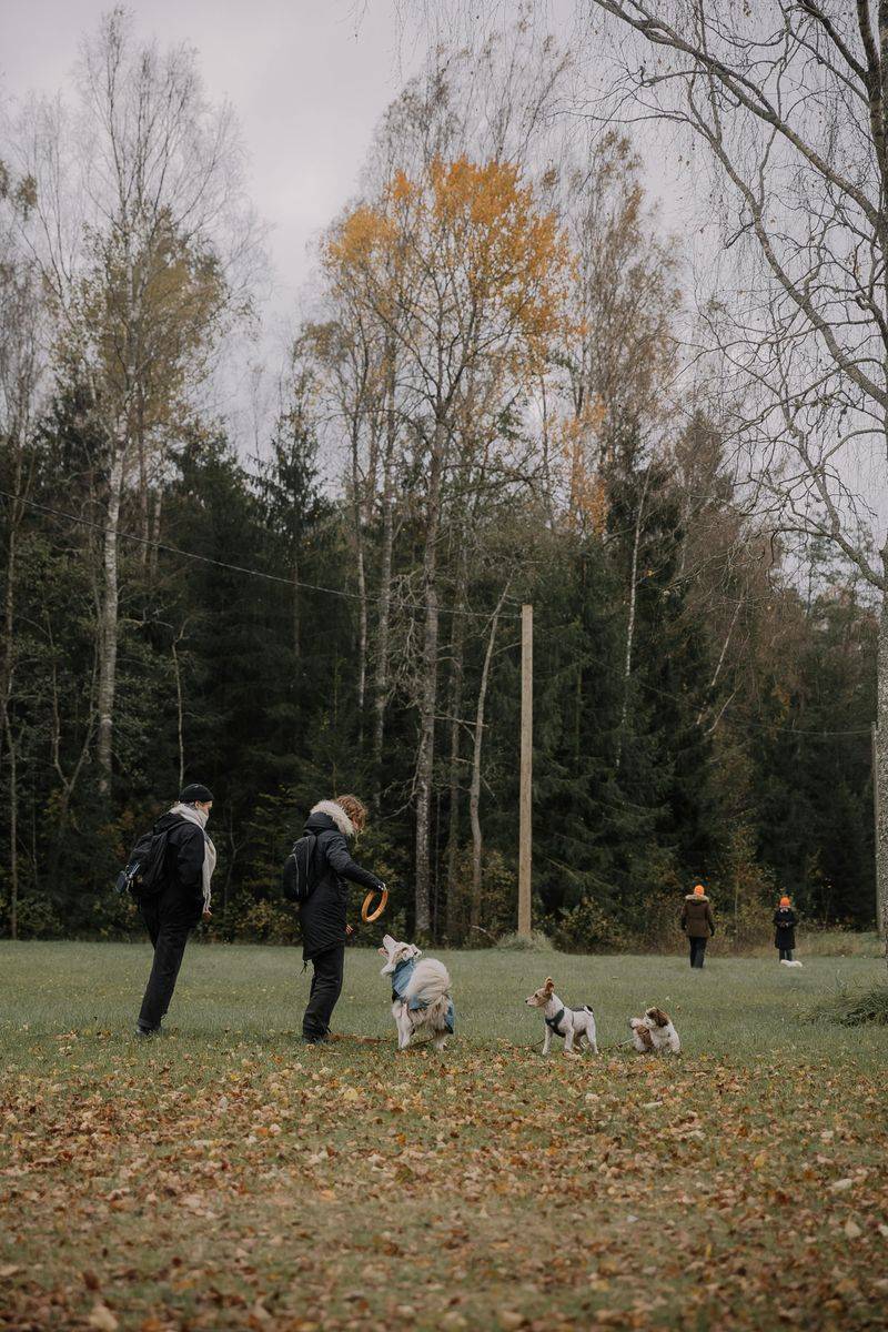 18 Everyday Habits That Lead to a Happier, Healthier Dog 9 Social Interaction