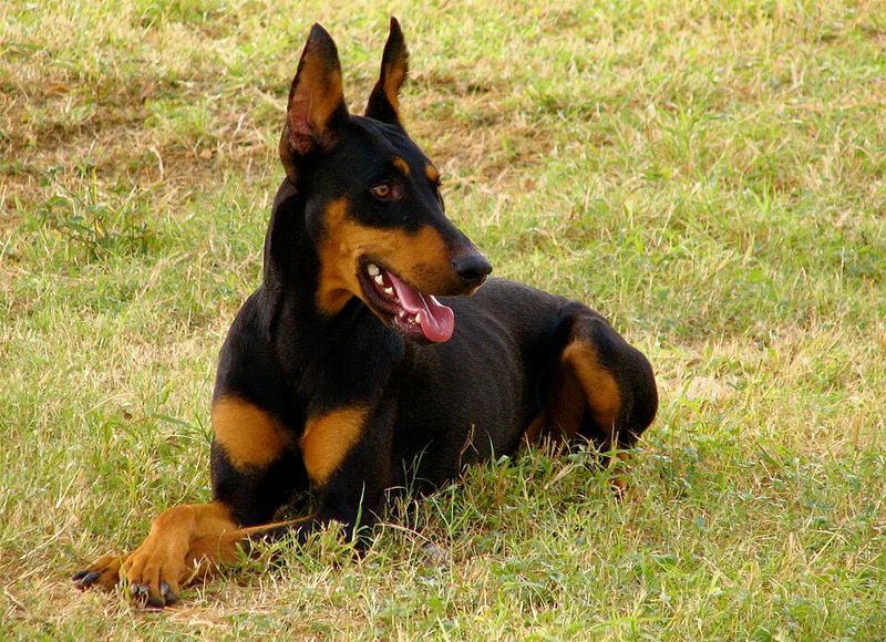 12 of the Strongest Dog Breeds in the World 9 Doberman Pinscher