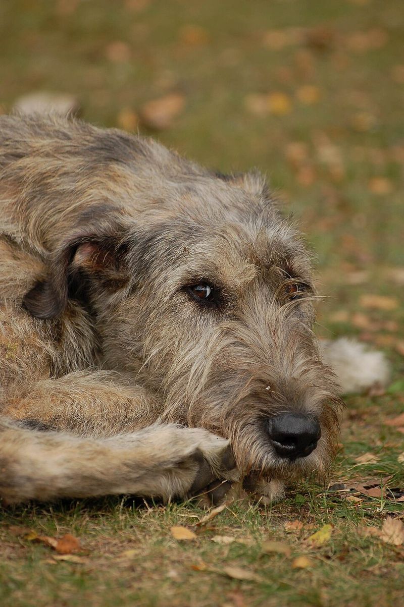 Irish Wolfhound