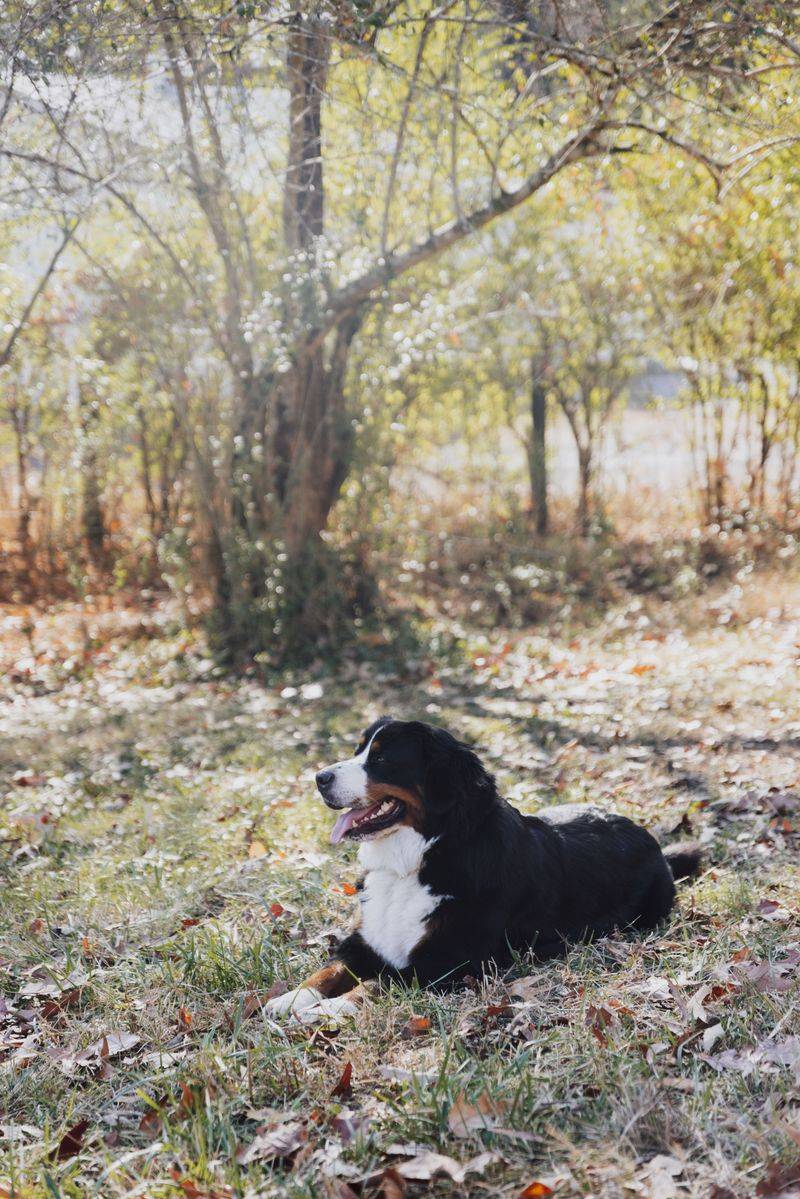 Not every dog needs constant excitement to be happy - and these breeds prove it 6 Bernese Mountain Dog
