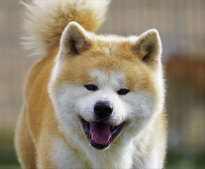 14 dog breeds that feel responsible for protecting your emotional state 14 Akita