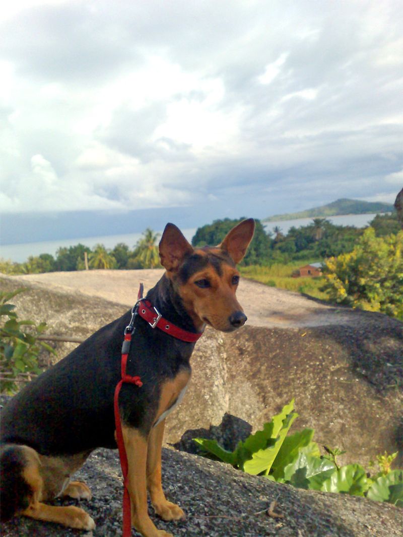 11 independent dog breeds that don’t struggle as much with separation 10 Basenji